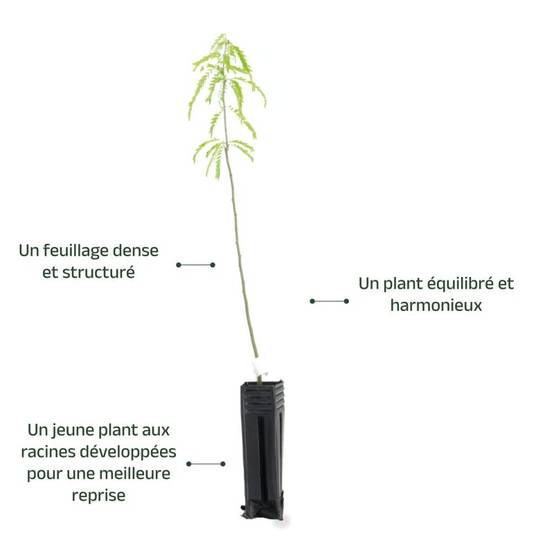 Févier d'amérique (Gleditsia triacanthos) - Godet - Taille 13/25cm - Pépinières Naudet - Image 4