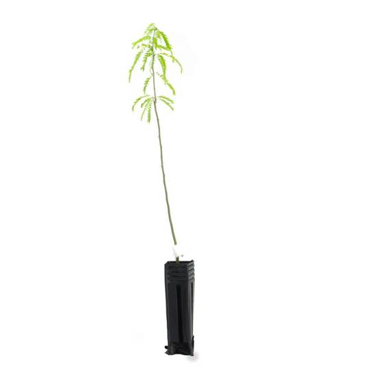 Févier d'amérique (Gleditsia triacanthos) - Godet - Taille 13/25cm - Pépinières Naudet - Image 3