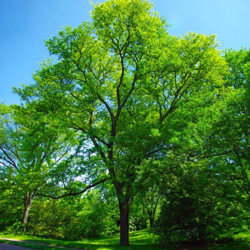 Févier d'amérique (Gleditsia triacanthos) - Godet - Taille 13/25cm - Pépinières Naudet