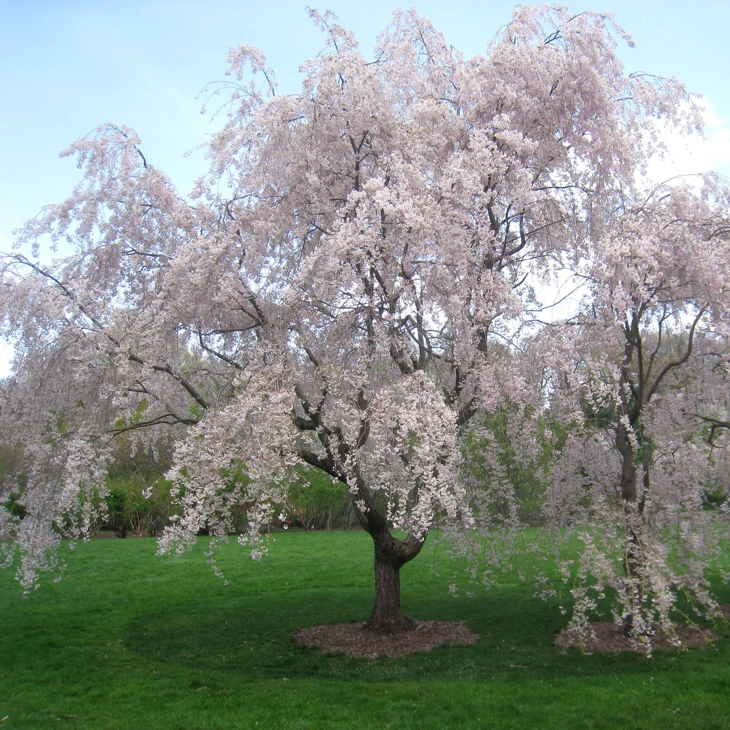 Promesse de Fleurs - Cerisier à fleurs - Prunus subhirtella Pendula Rubra Pot de 7,5L/10L, Tige, Tige de 130 cm - Image 1