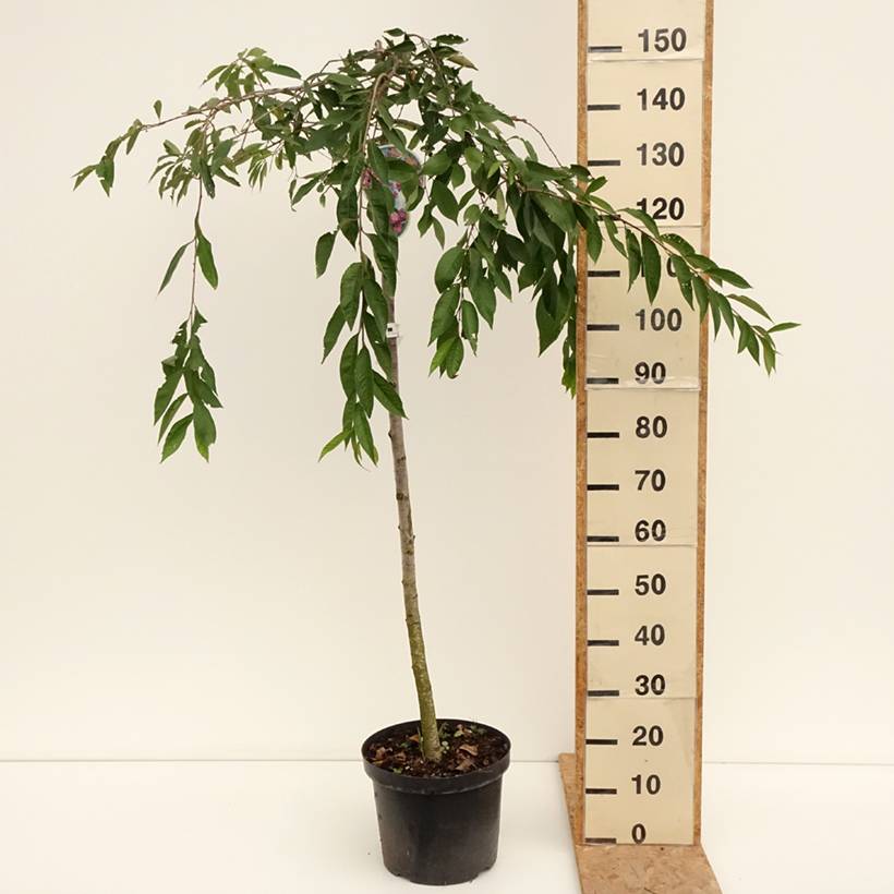 Promesse de Fleurs - Cerisier à fleurs - Prunus subhirtella Pendula Rubra Pot de 7,5L/10L, Tige, Tige de 130 cm - Image 2