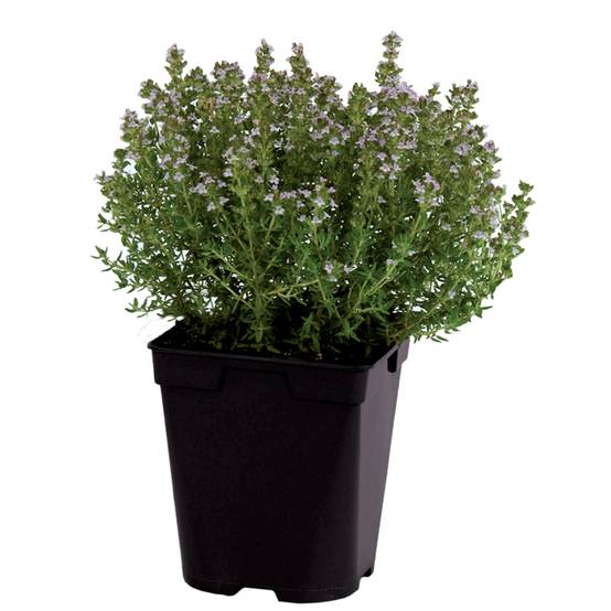 Thym citron pot de 1L - Image 1