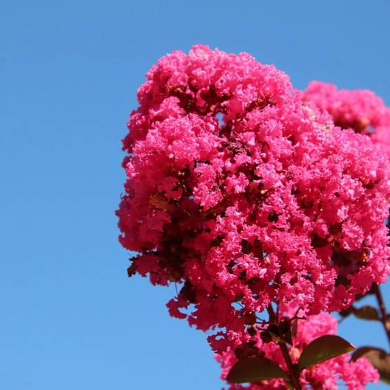Lilas des Indes Pink Velour, Lagerstroemia à fleurs Rose/ - feuillage Caduc - Pot de 7,5L - 80/100 cm - Image 1