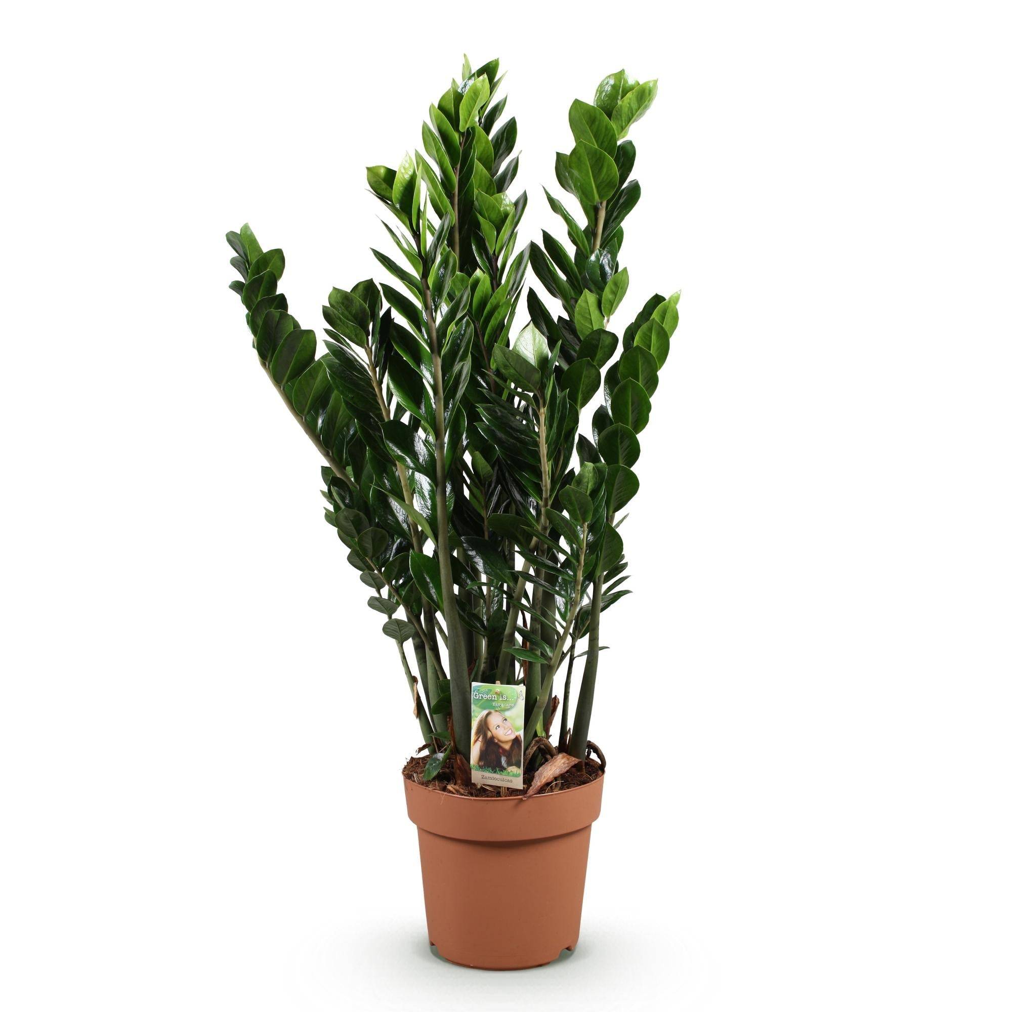 Zamioculcas - D21 H90cm - Image 3