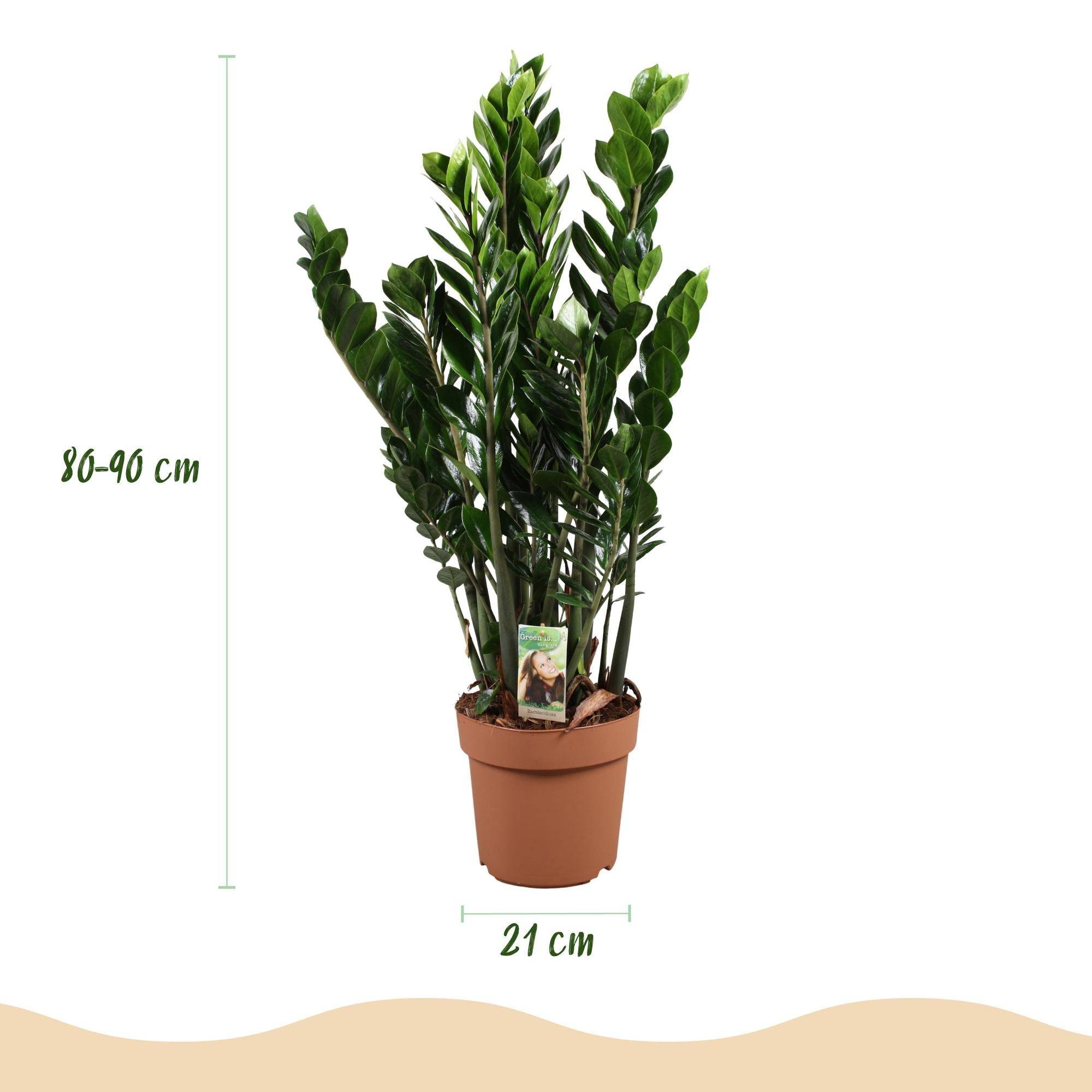 Zamioculcas - D21 H90cm - Image 4
