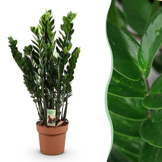 Zamioculcas - D21 H90cm - Image 2
