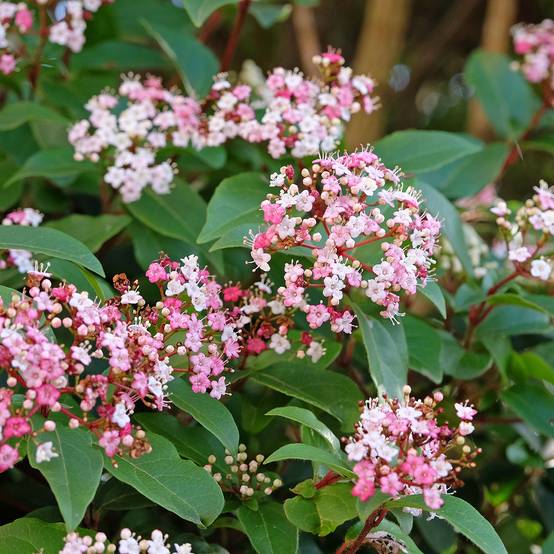 Promesse de Fleurs - Viorne, Laurier tin - Viburnum tinus Gwenlian Pot de 2L/3L - Image 1