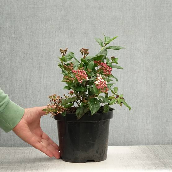 Promesse de Fleurs - Viorne, Laurier tin - Viburnum tinus Gwenlian Pot de 2L/3L - Image 2