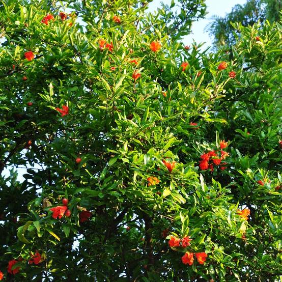 Promesse de Fleurs - Grenadier à fruits - Punica granatum Fina Tendral Pot de 2L/3L, Buisson