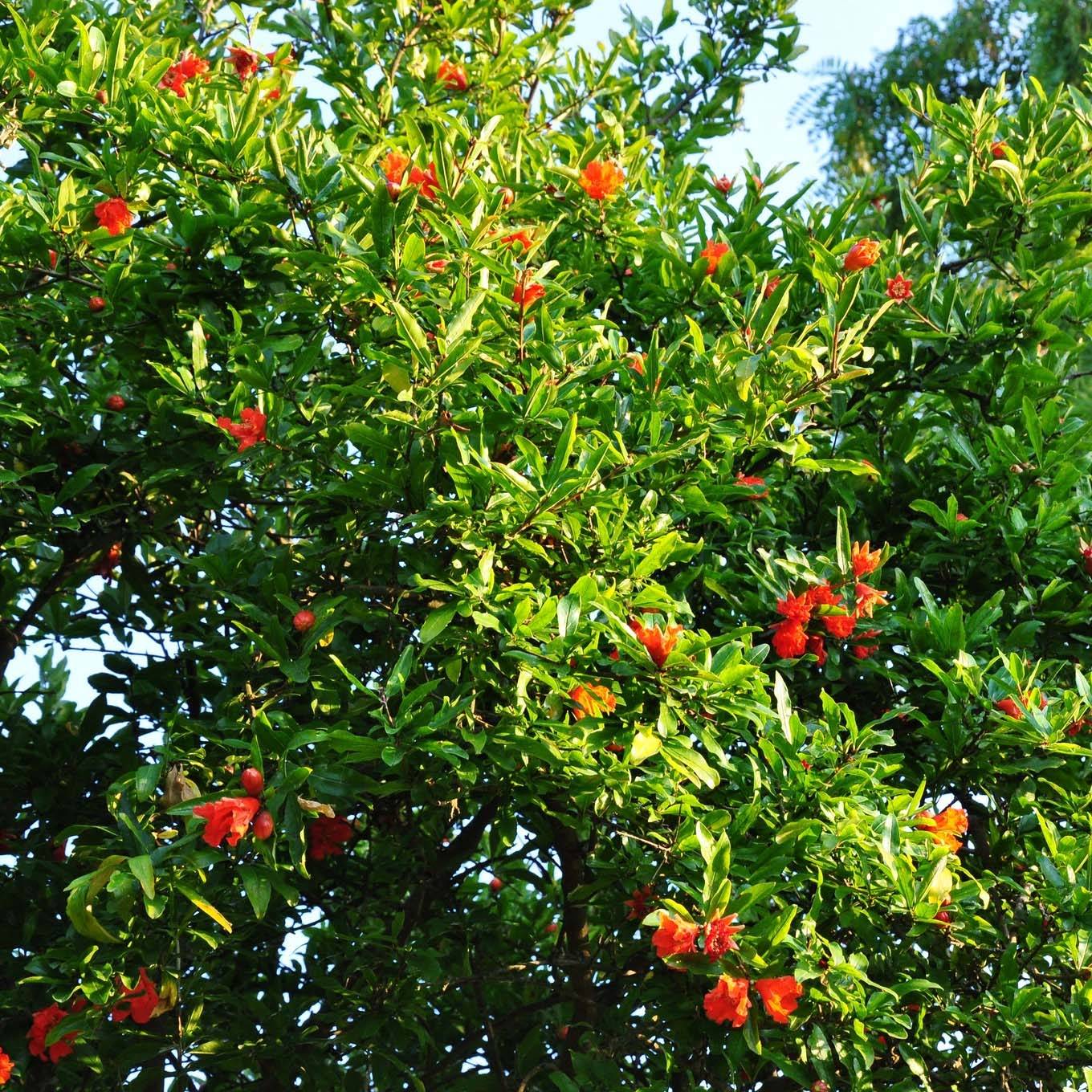 Promesse de Fleurs - Grenadier à fruits - Punica granatum Fina Tendral Pot de 2L/3L, Buisson