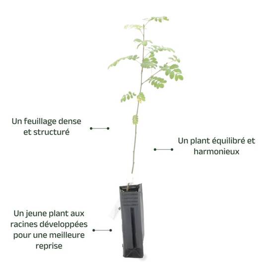 Cormier (Sorbus domestica) - Godet - Taille 20/40cm - Pépinières Naudet - Image 4