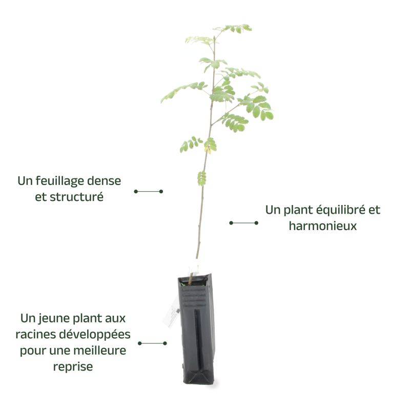Cormier (Sorbus domestica) - Godet - Taille 20/40cm - Pépinières Naudet - Image 4