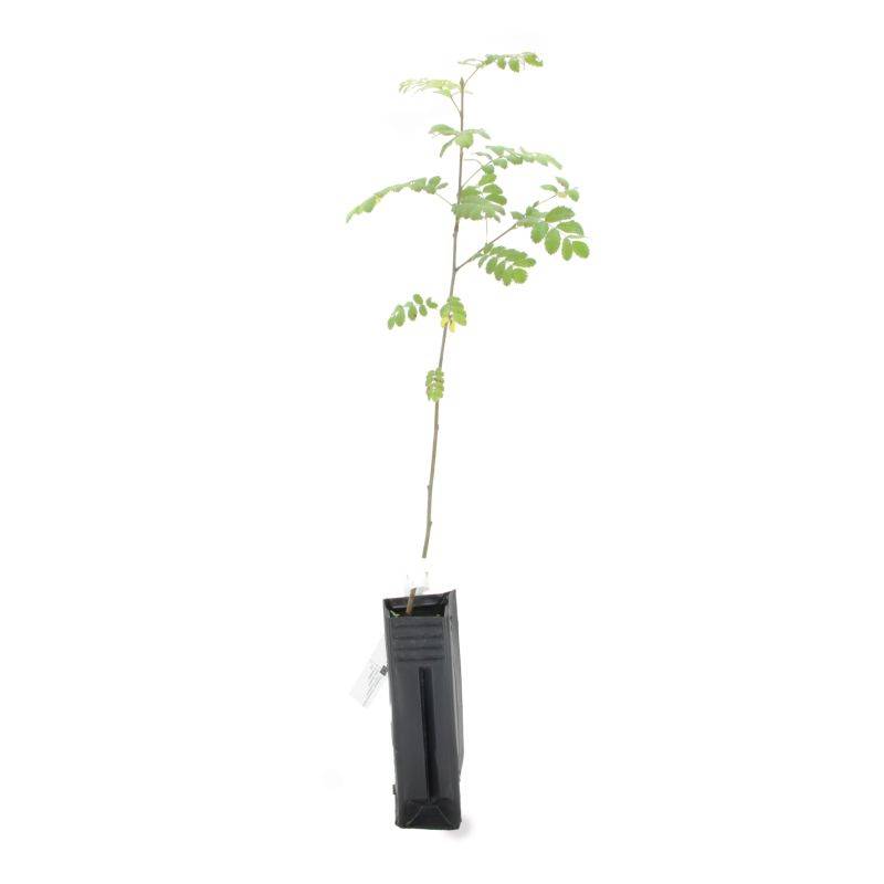 Cormier (Sorbus domestica) - Godet - Taille 20/40cm - Pépinières Naudet - Image 3
