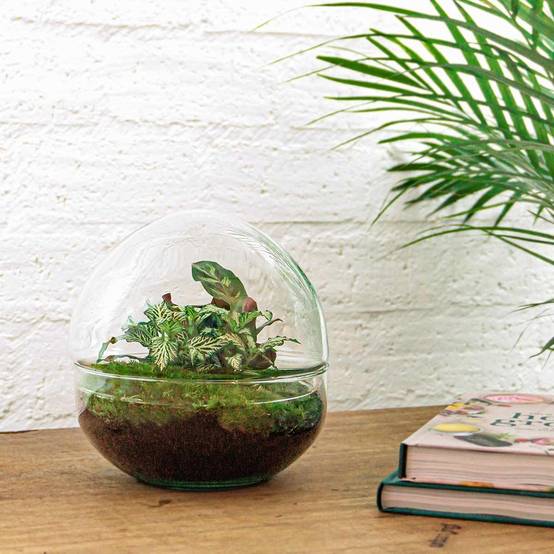 Kit Terrarium Diy - D20 H20cm - Image 1