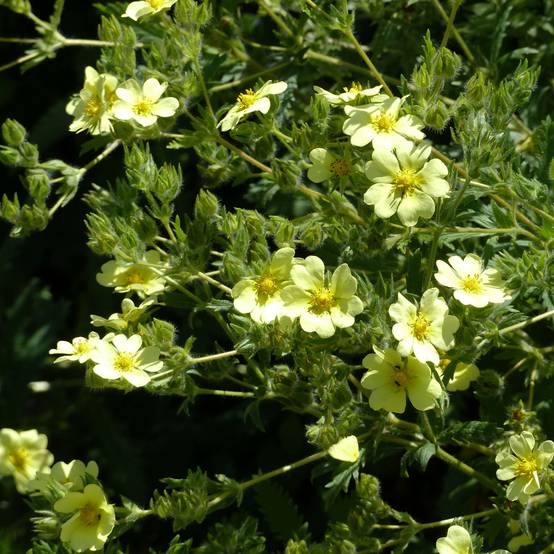 Potentilla recta sulphurea - Potentille dressée Godet de 8/9 cm
