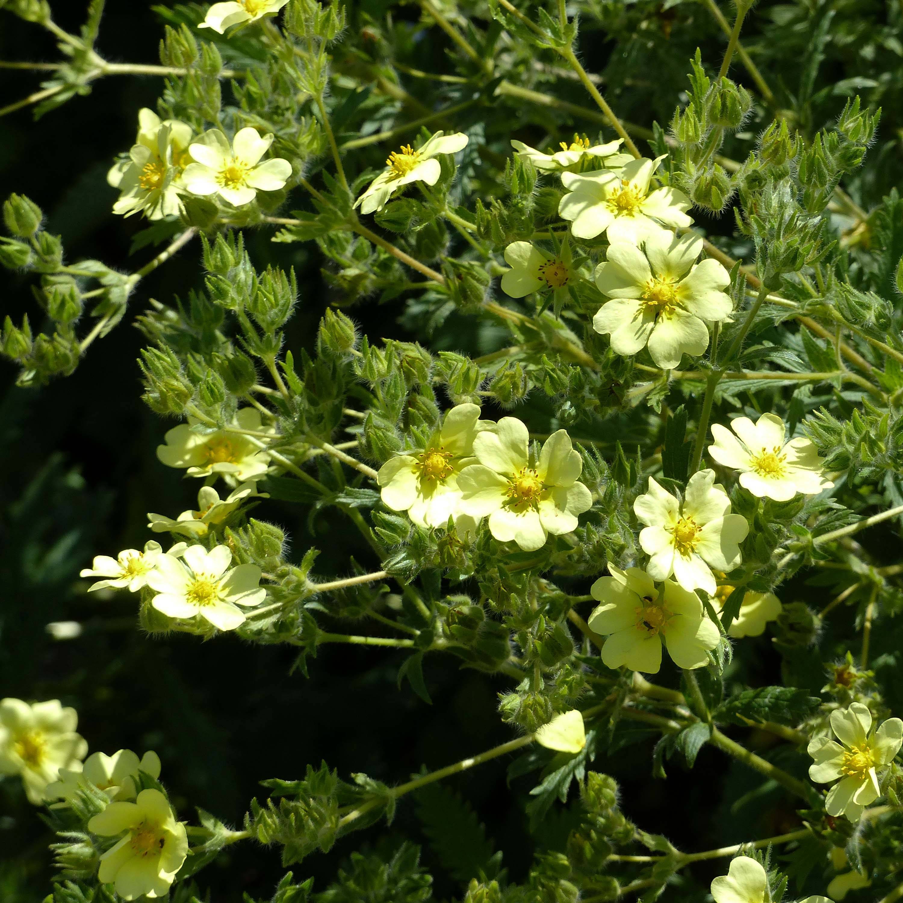 Potentilla recta sulphurea - Potentille dressée Godet de 8/9 cm
