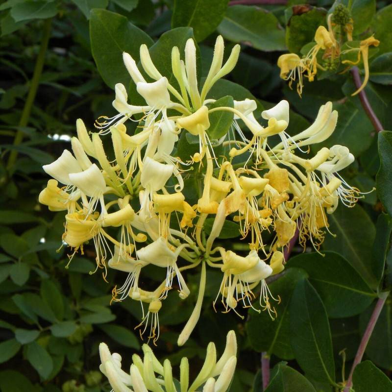 Chèvrefeuille Graham Thomas à fleurs Blanche - feuillage Caduc - Pot de 3L - Echelle bambou 60/120 cm- hauteur à maturité De 3,00 m à 5,00 m - Image 1