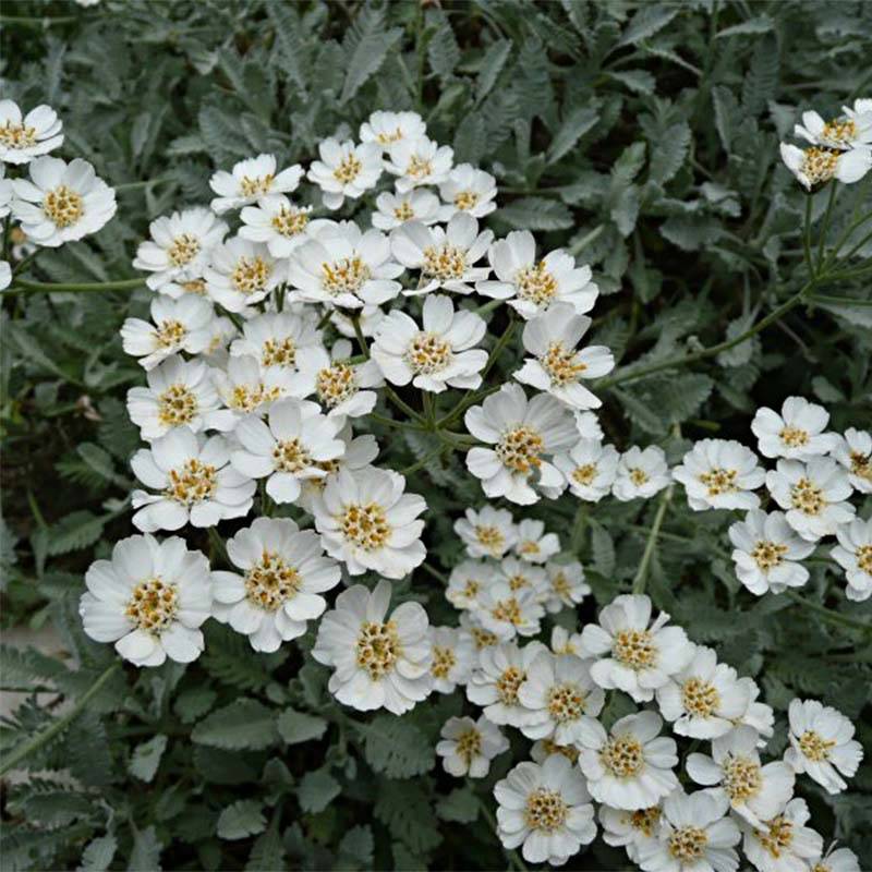 Promesse de Fleurs - Achillea umbellata - Achillée Pot de 2L/3L