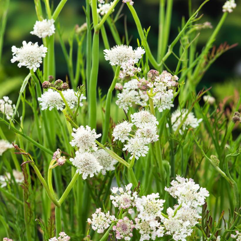 Promesse de Fleurs - Oenanthe aquatica - Oenanthe aquatique Godet de 8/9 cm