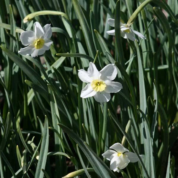 Promesse de Fleurs - Narcisse Ségovia Bulbe calibre 10+ (par 10)