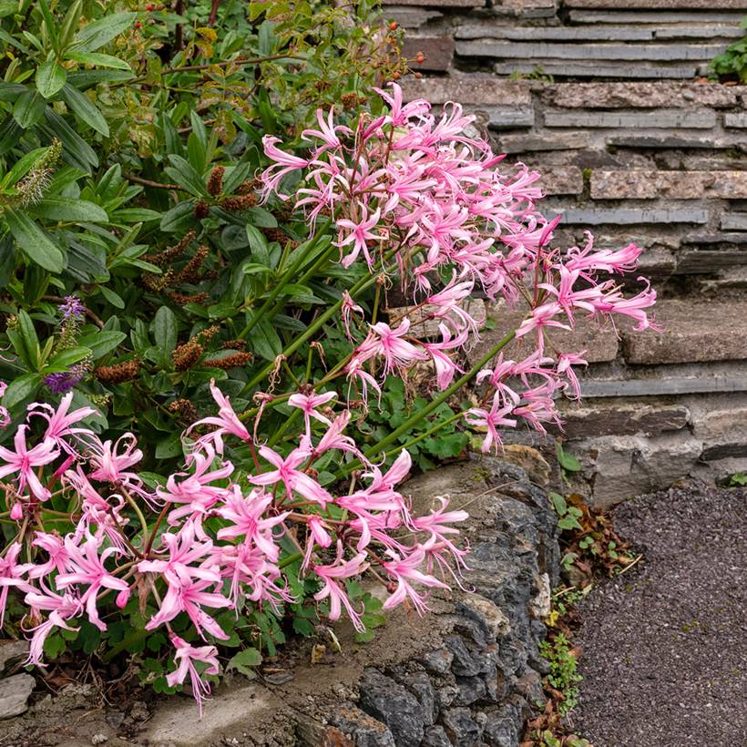 Promesse de Fleurs - Nerine bowdenii Amandi - Lis de Guernesey Pot de 1,5L/2L calibre 12/14