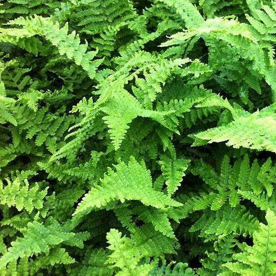 Dryopteris affinis Crispa - Fausse Fougère mâle naine Godet de 8/9 cm
