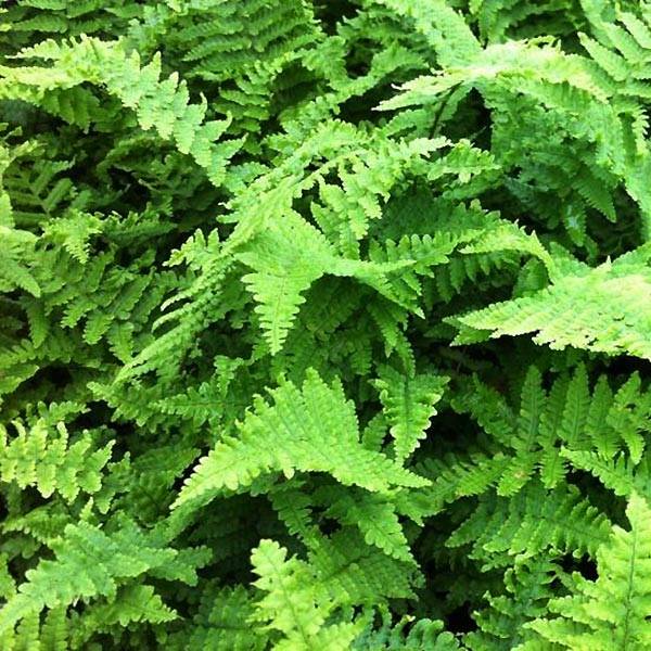 Dryopteris affinis Crispa - Fausse Fougère mâle naine Godet de 8/9 cm