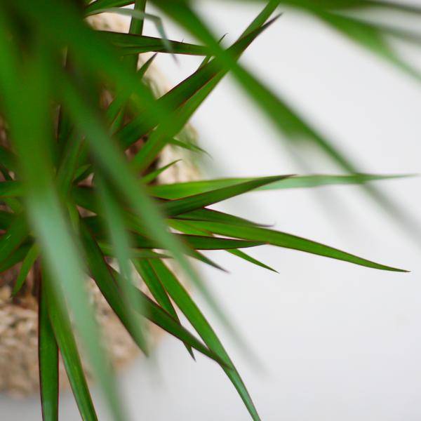 Dracaena Marginata Pot Gris - D21 H95cm - Image 5