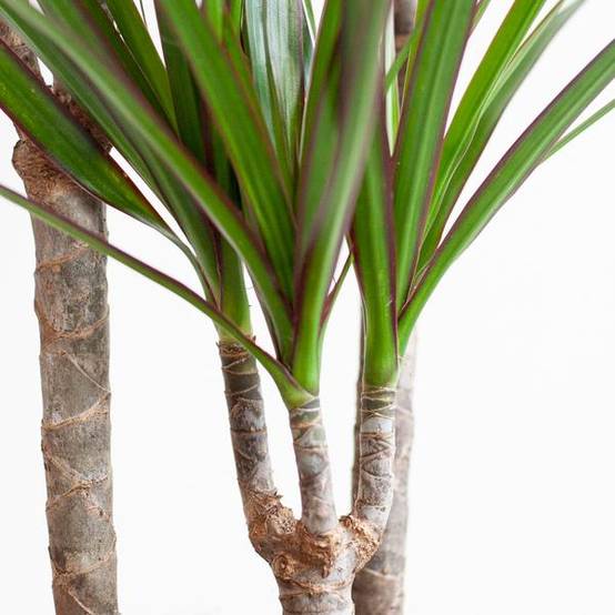 Dracaena Marginata Pot Gris - D21 H95cm - Image 4