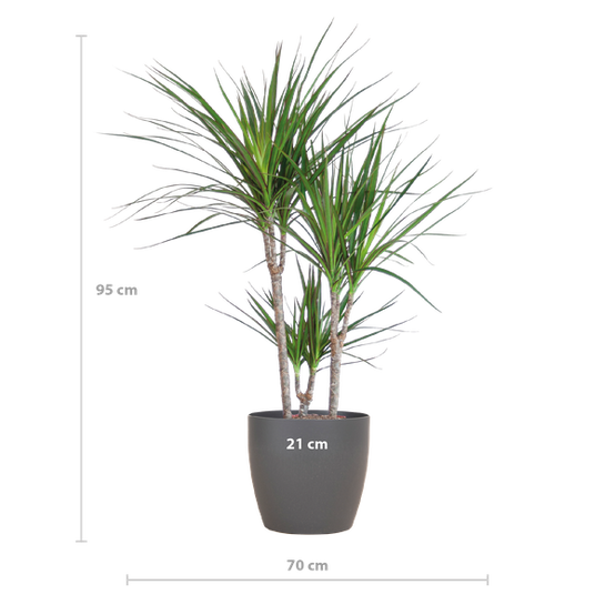 Dracaena Marginata Pot Gris - D21 H95cm - Image 2
