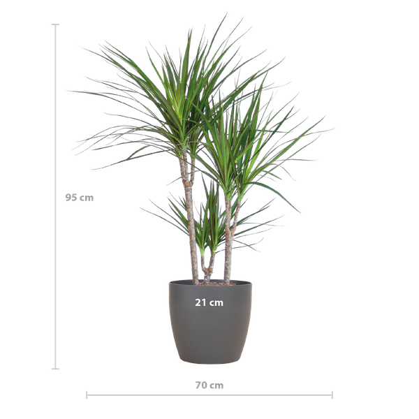 Dracaena Marginata Pot Gris - D21 H95cm - Image 2