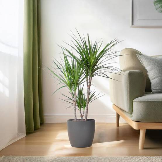 Dracaena Marginata Pot Gris - D21 H95cm - Image 3