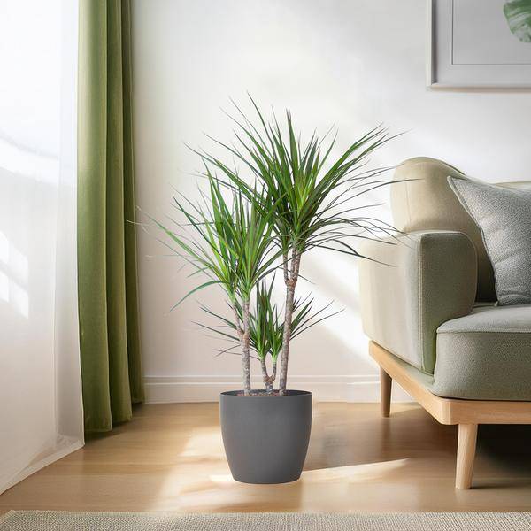 Dracaena Marginata Pot Gris - D21 H95cm - Image 3