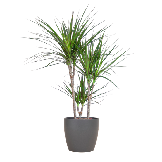 Dracaena Marginata Pot Gris - D21 H95cm - Image 1