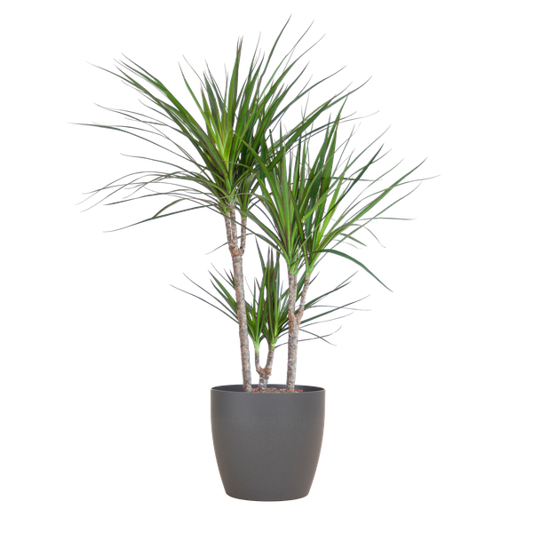 Dracaena Marginata Pot Gris - D21 H95cm - Image 1