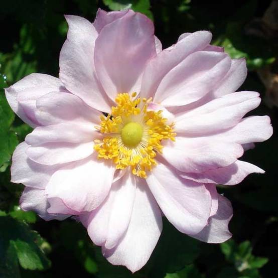 Anémone japonaise Reine Charlotte Godet de 8/9 cm