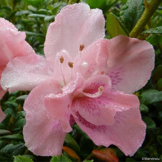 Azalée d'Inde Clotilde - Rhododendron hybride Pot de 3L/4L
