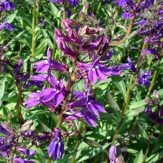 Promesse de Fleurs - Lobelia Gerardii Vedrariensis Godet de 8/9 cm