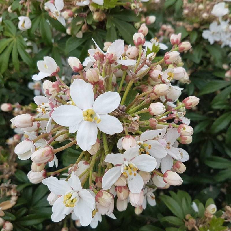Oranger du Mexique Greenfingers® 'Lissfing', Choisya à fleurs Blanche - feuillage Persistant - Pot de 3L - 40/60 cm-  hauteur à maturité De 1,00 m à 1 - Image 8