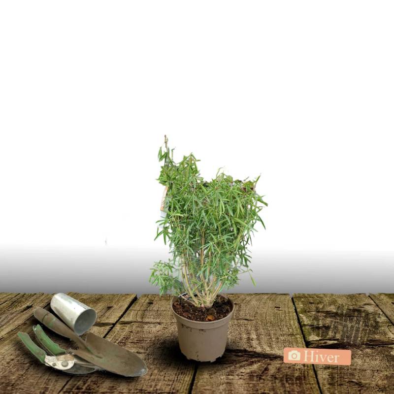 Oranger du Mexique Greenfingers® 'Lissfing', Choisya à fleurs Blanche/ - feuillage Persistant - Pot de 3L - 40/60 cm - Image 4