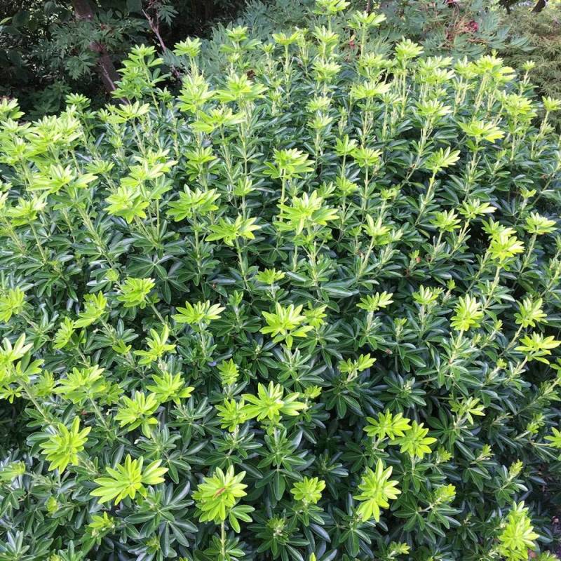 Oranger du Mexique Greenfingers® 'Lissfing', Choisya à fleurs Blanche - feuillage Persistant - Pot de 3L - 40/60 cm-  hauteur à maturité De 1,00 m à 1 - Image 10