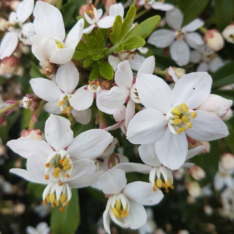 Oranger du Mexique Greenfingers® 'Lissfing', Choisya à fleurs Blanche - feuillage Persistant - Pot de 3L - 40/60 cm-  hauteur à maturité De 1,00 m à 1 - Image 6