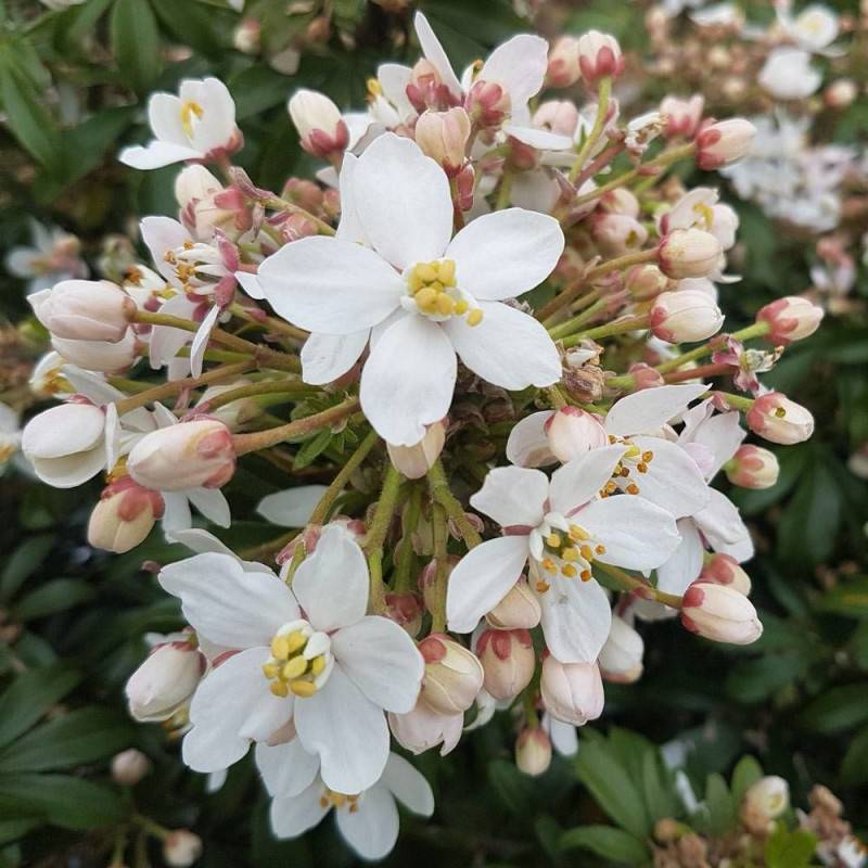 Oranger du Mexique Greenfingers® 'Lissfing', Choisya à fleurs Blanche/ - feuillage Persistant - Pot de 3L - 40/60 cm - Image 8