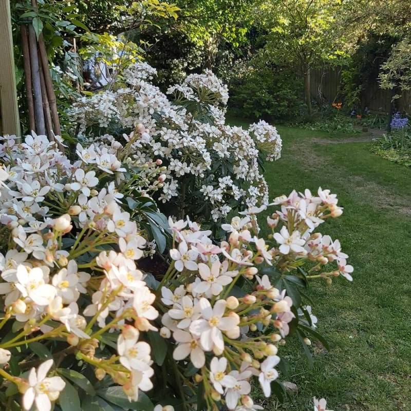 Oranger du Mexique Greenfingers® 'Lissfing', Choisya à fleurs Blanche - feuillage Persistant - Pot de 3L - 40/60 cm-  hauteur à maturité De 1,00 m à 1 - Image 1