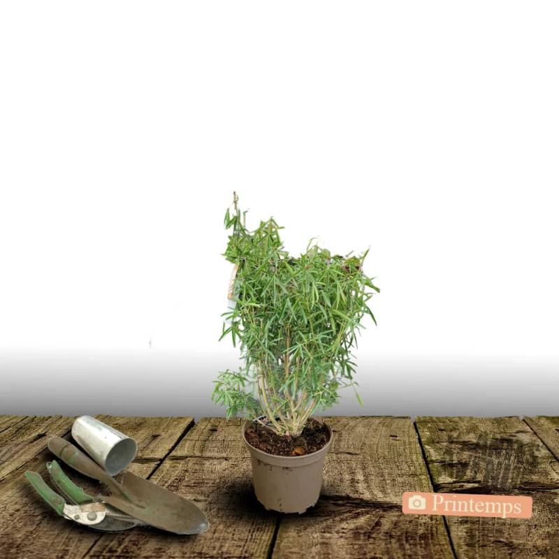 Oranger du Mexique Greenfingers® 'Lissfing', Choisya à fleurs Blanche - feuillage Persistant - Pot de 3L - 40/60 cm-  hauteur à maturité De 1,00 m à 1 - Image 5