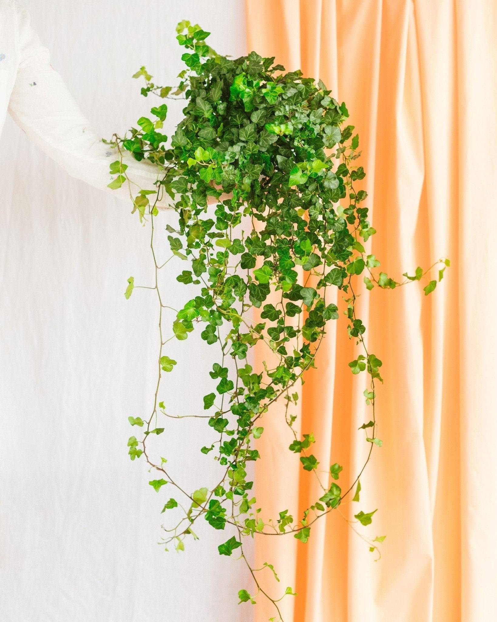 Hedera Lierre tombant 70cm - Plante d'intérieur- La Green Touch - Image 2
