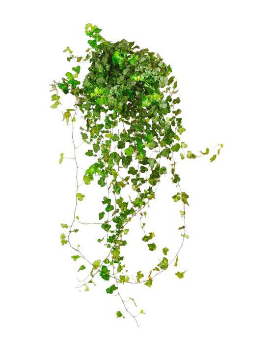 Hedera Lierre tombant 70cm - Plante d'intérieur- La Green Touch - Image 1