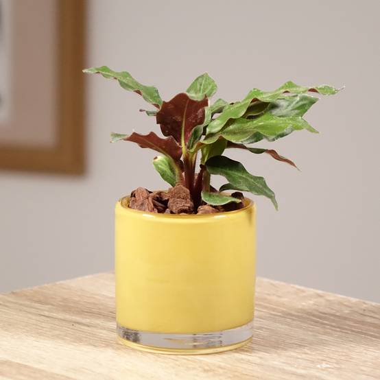 Calathea rufibarba Mini-plante