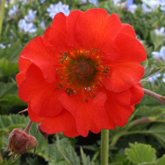 Geum coccineum Red Wings - Benoîte rouge double Godet de 8/9 cm
