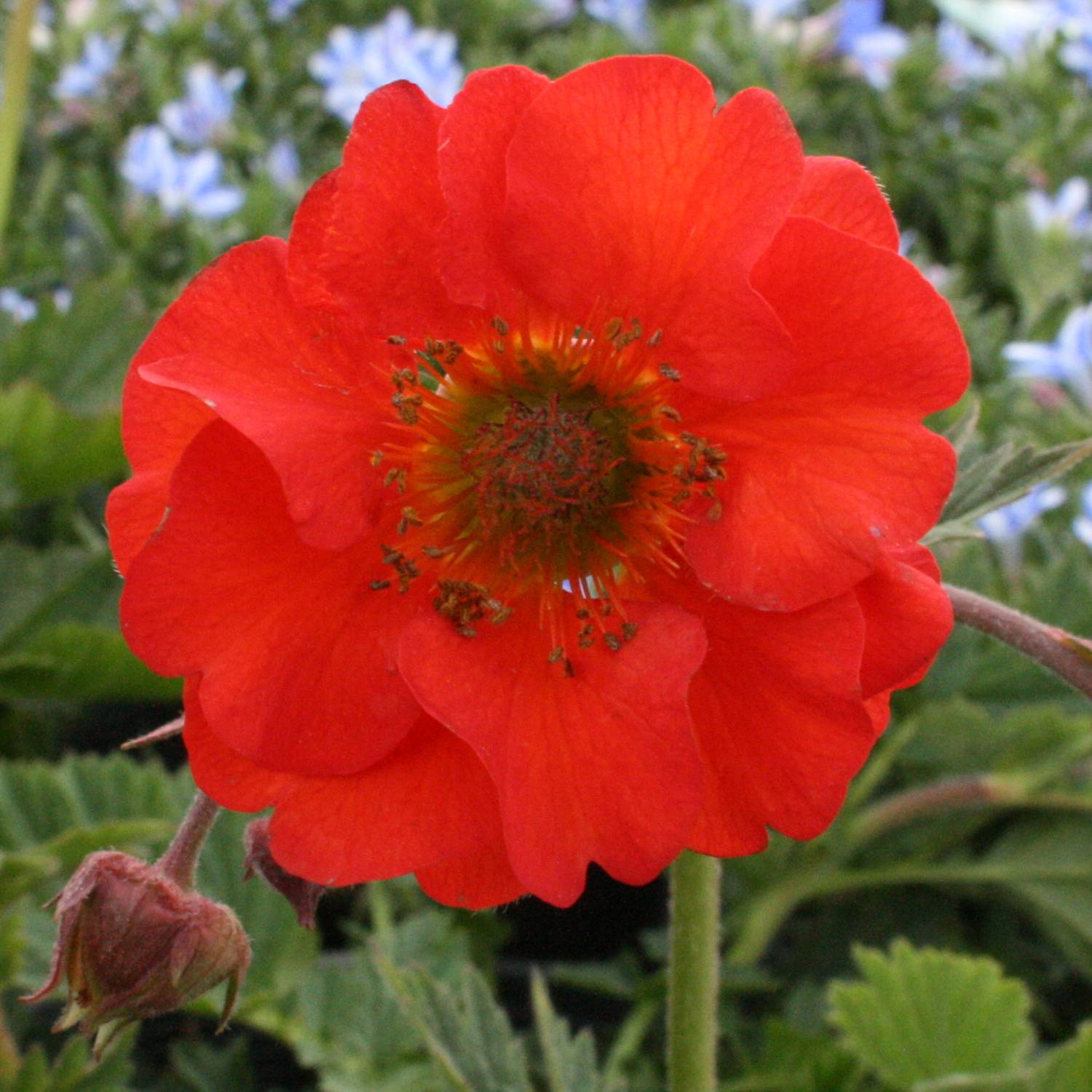 Geum coccineum Red Wings - Benoîte rouge double Godet de 8/9 cm